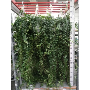 Hedera helix 'Wonder'