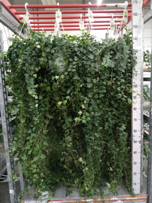<h4>Hedera helix 'Wonder'</h4>