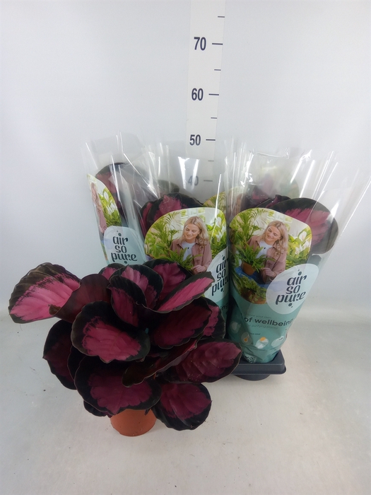 <h4>Calathea roseopicta 'Crimson'</h4>
