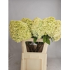 Hydr Pa Limelight