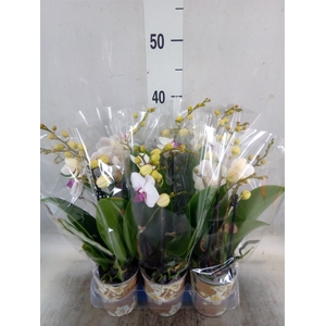 Phalaenopsis multi. 'FC Safe Haven'