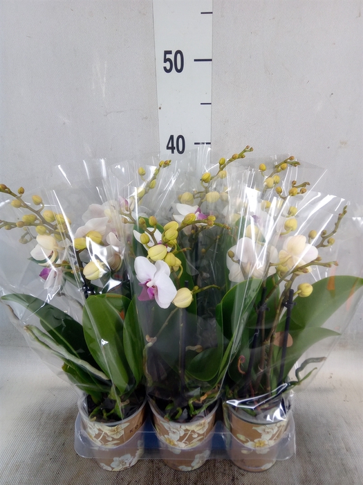 <h4>Phalaenopsis multi. 'FC Safe Haven'</h4>