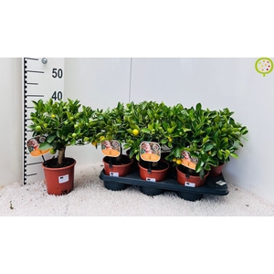 CITR MICROCARPA