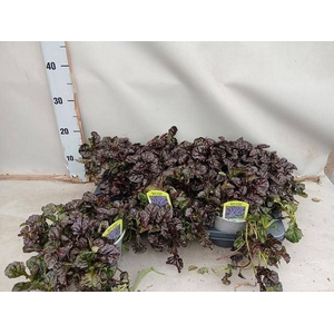 AJUGA FF N NIGHTINGA