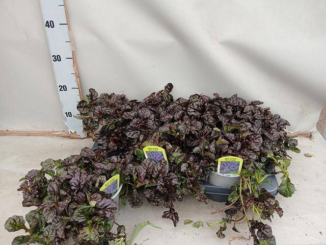 <h4>AJUGA FF N NIGHTINGA</h4>