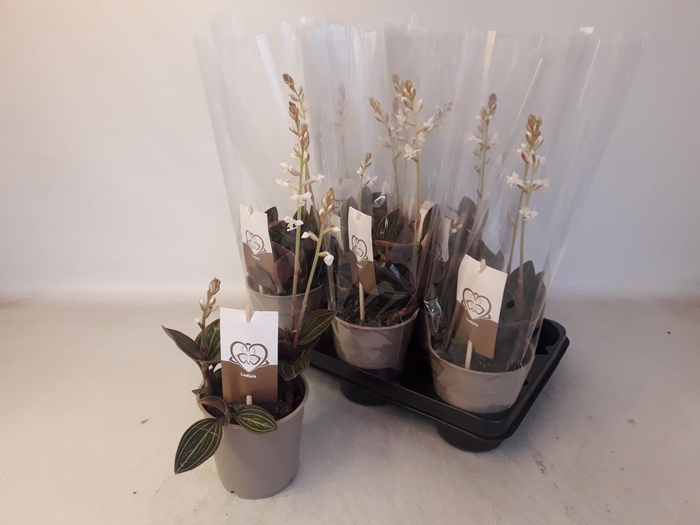 <h4>LUD DISCOLOR</h4>