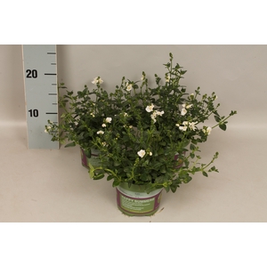 Diascia flying Colors White