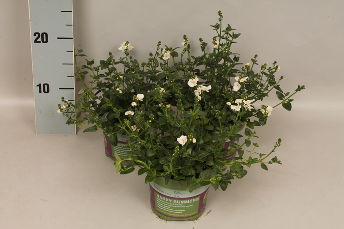 <h4>Diascia flying Colors White</h4>