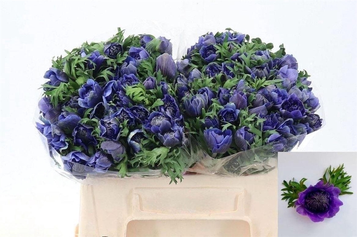 Anemone Fullstar Deep Blue