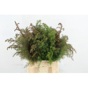 CONIFEER CRYPT ELEGANCE RED PER BUNCH