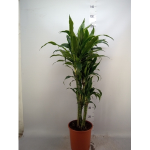 Dracaena fr de 'Art'