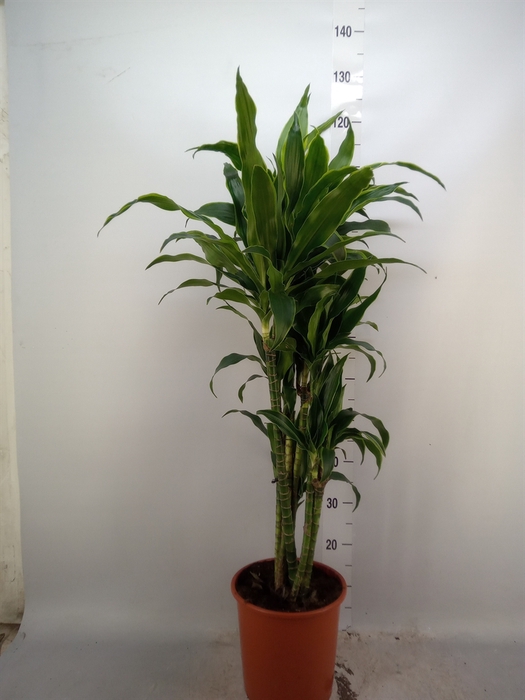 <h4>Dracaena fr de 'Art'</h4>