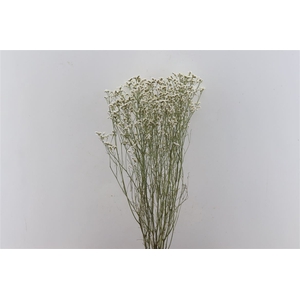 Dried Limonium Diamond White Bunch