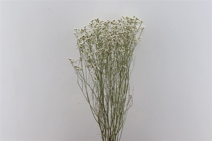 Dried Limonium Diamond White Bunch