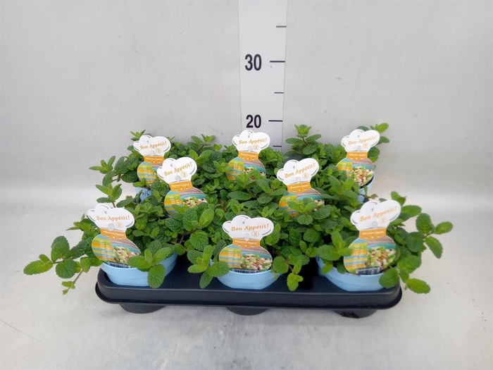 <h4>Mentha suaveolens</h4>