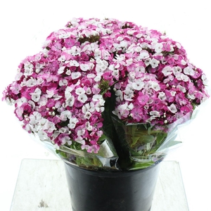 Di Barb Bicolor White / Pink Extra