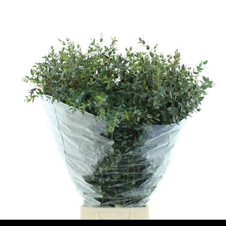 <h4>Euc Parvifolia P Bs</h4>