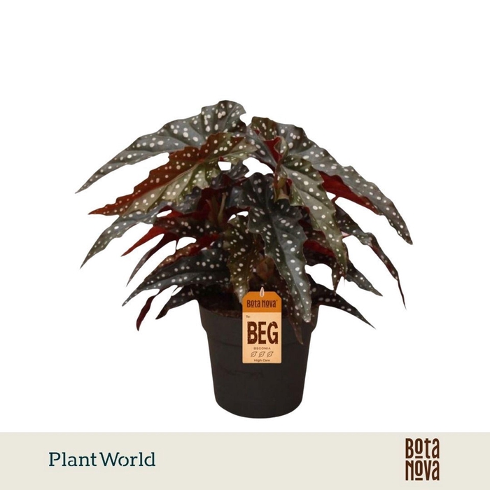 <h4>Begonia maculata Black Forest</h4>