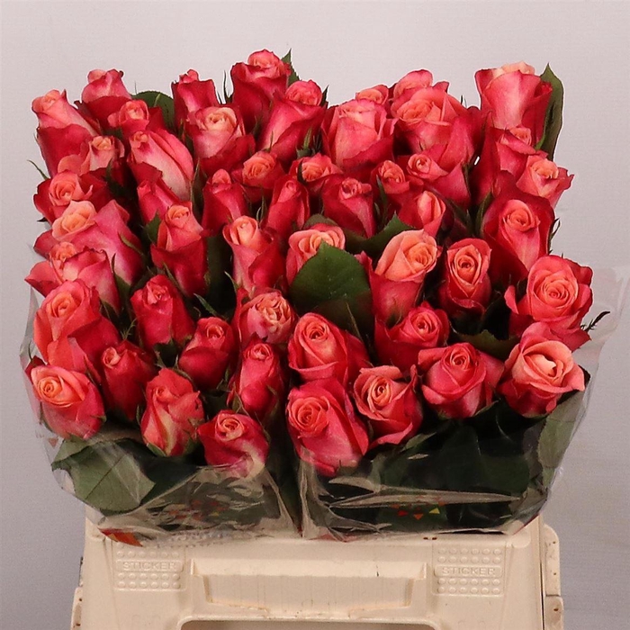 <h4>R Gr Helene</h4>