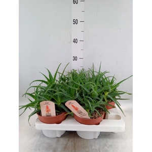 Aloe arborescens