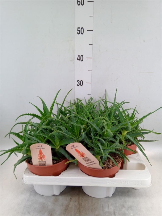 <h4>Aloe arborescens</h4>