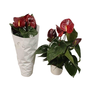 Anthurium Flamingo Brown 17cm