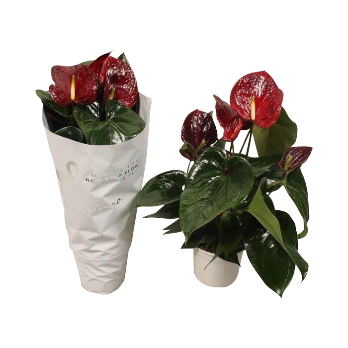 <h4>Anthurium Flamingo Brown 17cm</h4>