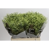 Limonium China Lemon