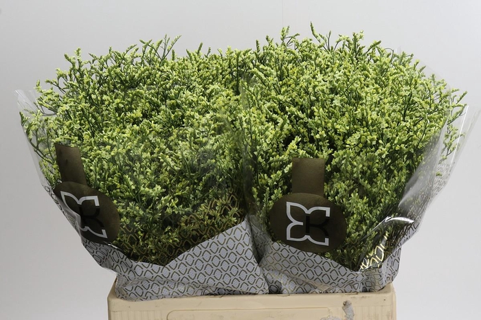 <h4>Limonium China Lemon</h4>