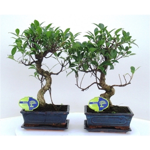 Ficus retusa, 20cm., shape, with drip tray