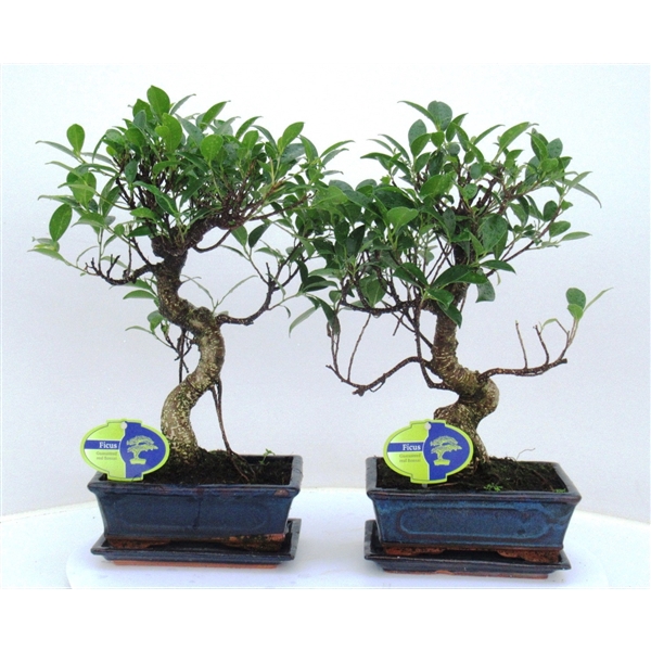 <h4>Ficus retusa, 20cm., shape, with drip tray</h4>