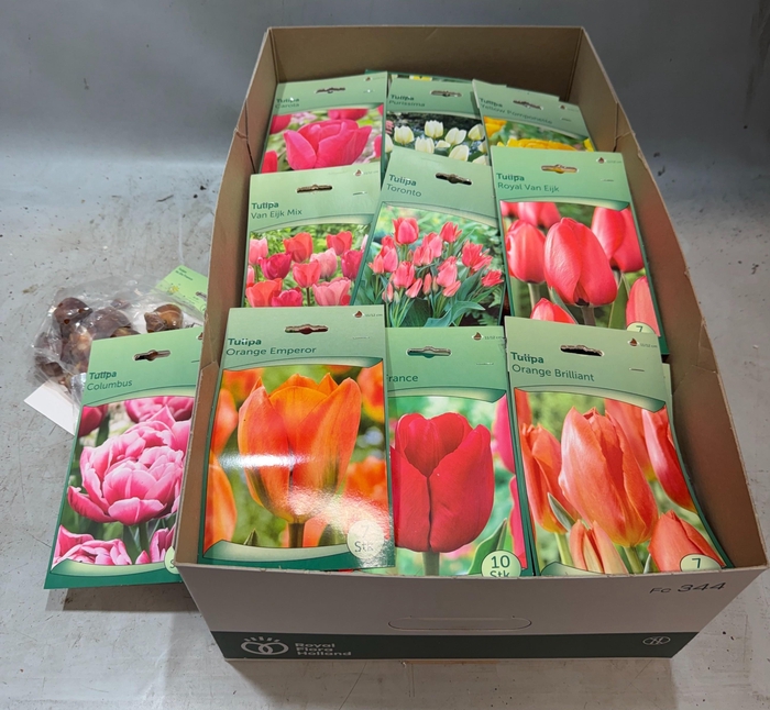 <h4>BLOEMBOL TULIPA</h4>