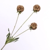 Scabiosa Spray Brown FL440248BRN