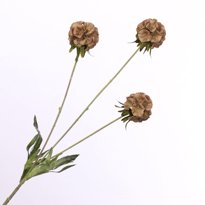 <h4>Scabiosa Spray Brown FL440248BRN</h4>