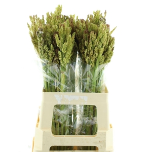 Sorghum Bicolor