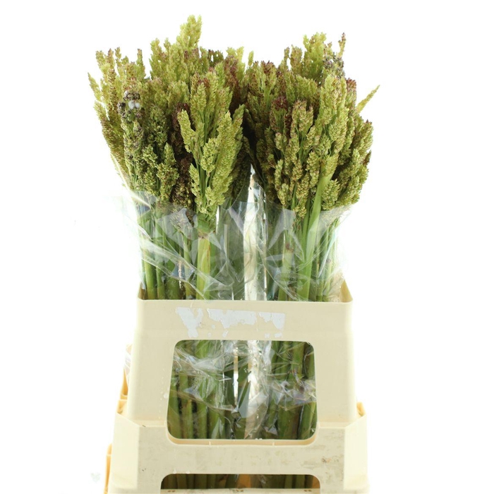 <h4>Sorghum Bicolor</h4>