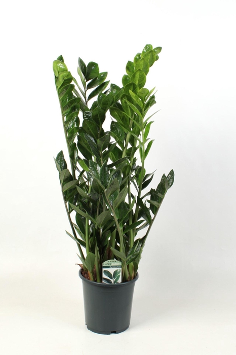 <h4>Zamioculcas zamiifolia</h4>