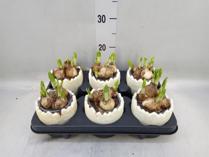 <h4>Arr. Narcissus</h4>