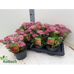ACHI MILLEFOLIUM