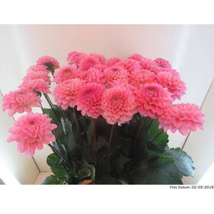 Dahlia Ball Wizzard Of Oz Baars