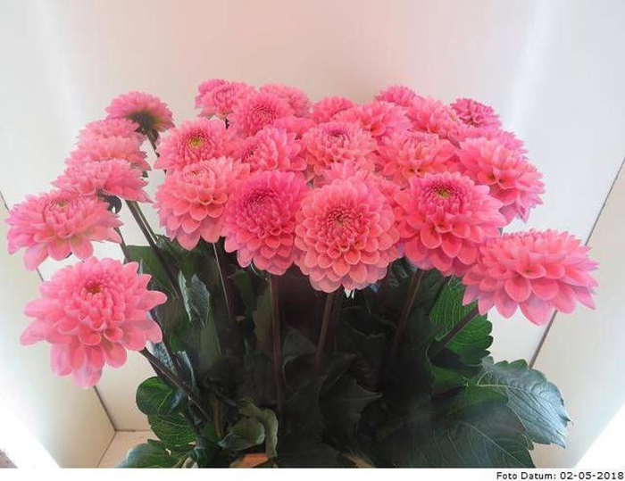 <h4>Dahlia Ball Wizzard Of Oz Baars</h4>