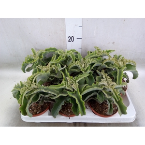 Kalanchoe NF   ...