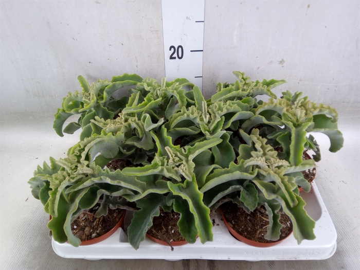 <h4>Kalanchoe NF   ...</h4>