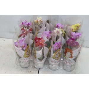 PHALAENOPSIS MINI P06