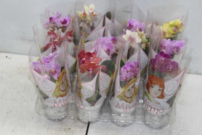 <h4>PHALAENOPSIS MINI P06</h4>