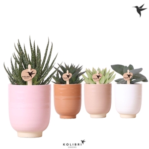 Kolibri Greens Succulenten mix in Glazed pot mix