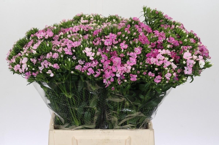 <h4>Di Barb Am Rose</h4>