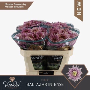 CHRYSANTHEMUM PL 'BALTAZAR INTENSE'
