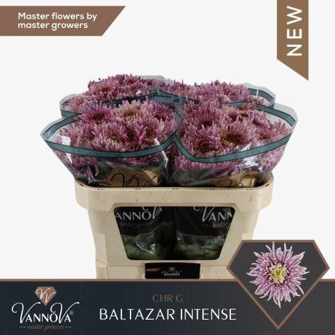 <h4>Chrysanthemum PL 'Baltazar Intense'</h4>