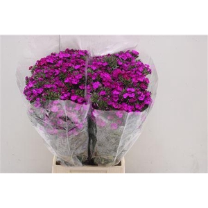 Di Barb Am Neon Purp